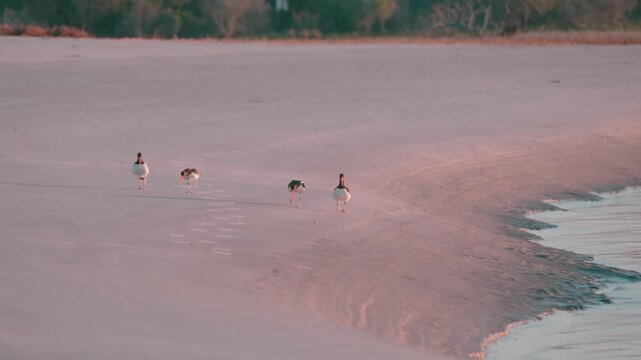 American Oystercatcher Mating Rituals, Seabrook Island, SC