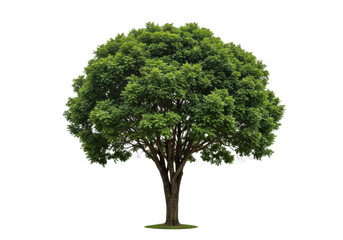 Mature broadleaf tree with robust trunk, emerald foliage, isolated on white studio background with soft high-key light, concept of sustainable growth and enduring stability