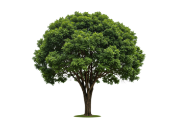 Mature broadleaf tree with robust trunk, emerald foliage, isolated on white studio background with soft high-key light, concept of sustainable growth and enduring stability