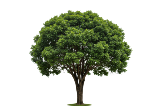 Mature broadleaf tree with robust trunk, emerald foliage, isolated on white studio background with soft high-key light, concept of sustainable growth and enduring stability