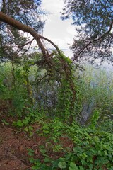 Lake Narach, Belarus, July 16, 2025. Pine branches above the water.                               