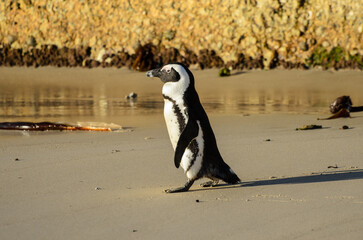 African Penguin at Seaforth Beach, Cape Town