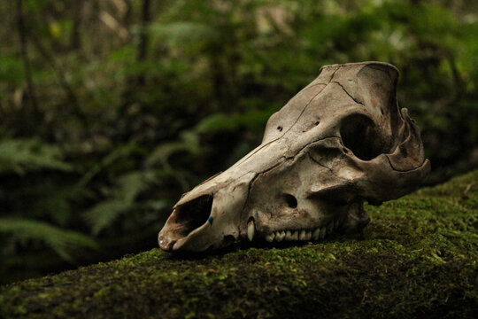 Skull on moss