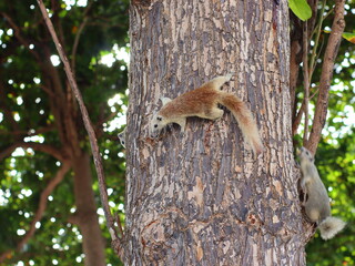 A small squirrel perched on a tree branch, alert and curious, surrounded by lush green leaves, capturing the beauty of wildlife in nature.