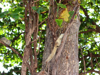 Obraz premium A small squirrel perched on a tree branch, alert and curious, surrounded by lush green leaves, capturing the beauty of wildlife in nature.