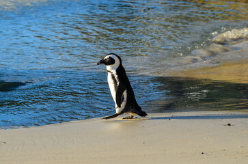 African Penguin at Seaforth Beach, Cape Town