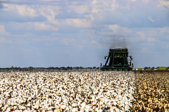 Cotton Picker
