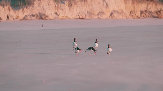 American Oystercatcher Mating Rituals, Seabrook Island, SC
