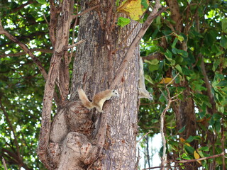 A small squirrel perched on a tree branch, alert and curious, surrounded by lush green leaves, capturing the beauty of wildlife in nature.
