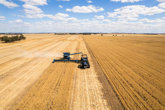 Combine harvester loading grains into the tractor on the field