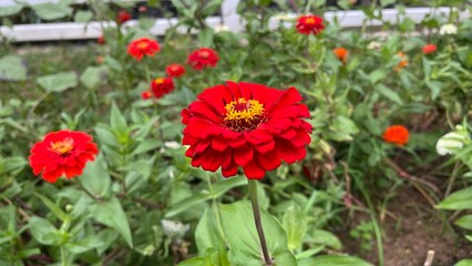 Obraz premium Flowers zinnia elegans. Flowers in the garden. Assortment of pink-shaded zinnias in a flower patch. Vines of zinnia elegans flowers in the field with sunflowers and wildflowers, field, blooming, red