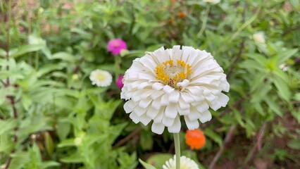 Obraz premium Flowers zinnia elegans. Flowers in the garden. Assortment of pink-shaded zinnias in a flower patch. Vines of zinnia elegans flowers in the field with sunflowers and wildflowers, field, blooming, red