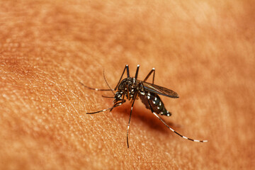 Mosquitoes spread the dengue virus through their bites on the skin, mosquitoes bite the skin