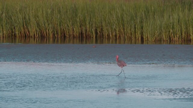 Reddish Egret in the lagoon, Seabrook Island, SC