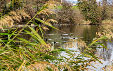 Tranquil Reflections: A Serene Lake Scene with Ducks Gliding Through Ripples, Framed by Autumn-Kissed Reeds and Trees in Seasonal Transition Beneath a Soft, Peaceful Sky