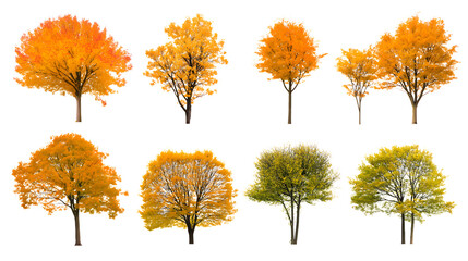 Various trees displaying vibrant autumn foliage isolated on white background