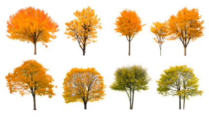 Various trees displaying vibrant autumn foliage isolated on white background
