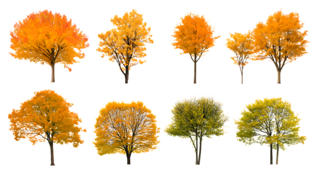 Various trees displaying vibrant autumn foliage isolated on white background