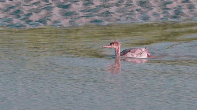 Red Breasted Merganser, Seabrook Island, SC