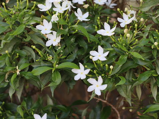 A delicate white flower blooming amidst lush green leaves, showcasing the beauty and contrast of nature, symbolizing purity, serenity, and natural elegance.