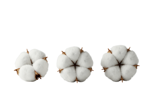 Three pristine, perfectly formed cotton bolls with soft, fluffy transparent fibers on dried stems in a high-key minimalist studio, isolated on a transparent surface. Concept of natural purity