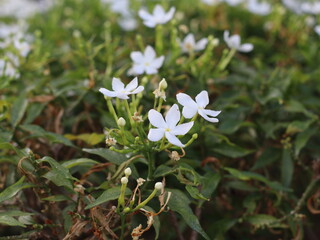 A delicate white flower blooming amidst lush green leaves, showcasing the beauty and contrast of nature, symbolizing purity, serenity, and natural elegance.