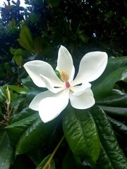 Magnolia Grandiflora,  tree with big white flowers in summer