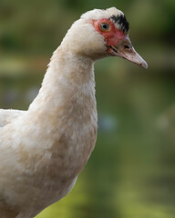 portrait of a duck