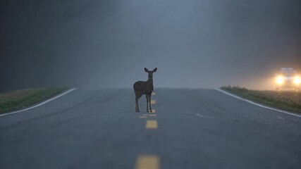 Deer standing on foggy road at night