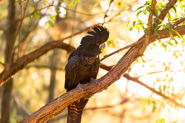 native Australian red tailed black cockatoo bird perched on tree branch backlit by sunset light