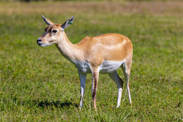 African hoofed animal walking across a field