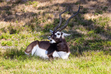 Black and white hoofed african animal with long twisted horns