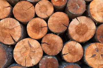 Closeup of logs of trees in nature. a lot of cutted logs.
