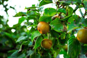 Asian nashi pears on a tree in bright summer sunlight at a home garden