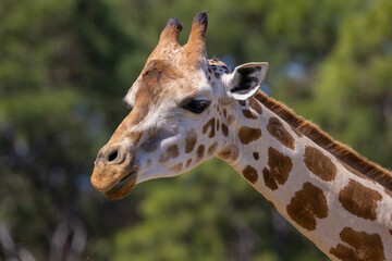 Obraz premium Adult giraffe face side portrait