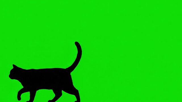 Black Cat Silhouette Walking on Green Screen - Isolated Chroma Key Footage for Easy Alpha Channel Integration in Video Projects