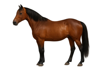 Obraz premium Brown horse standing on transparent background