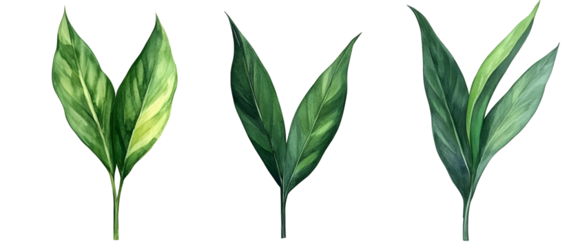 Watercolor Floral Arrangement with Green Leaves on Transparent Background - Powered by Adobe