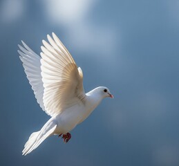 white dove in flight