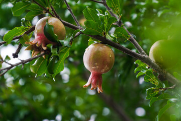 A vibrant young pomegranate fruit, still developing with green skin and a touch of red, hangs from a leafy branch, adorned with glistening raindrops after a shower.