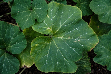 Large green leaves of pumpkin as background