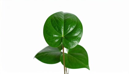 A detailed view of lush, heart-shaped green leaves against a clean white background, perfect for botanical and nature-themed projects.