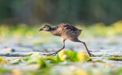 A young bird walking on lily pads