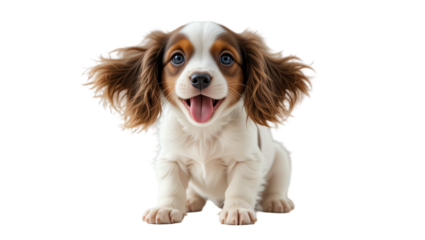 Adorable playful puppy with expressive eyes and fluffy fur showcasing joyful personality and lovable demeanor in a professional pet photography setting