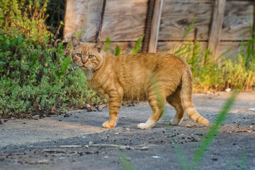 A calm ginger tabby cat sits observantly on a rough outdoor surface, its striped fur highlighted by...