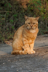 A calm ginger tabby cat sits observantly on a rough outdoor surface, its striped fur highlighted by...