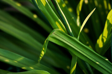 Dynamic Green Foliage with Sunlight and Shadows