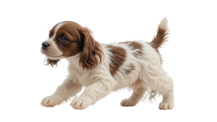 Adorable puppy dog with playful stance fluffy fur and cute face showcasing a joyful healthy young pet ideal for families and pet lovers in a professional setting