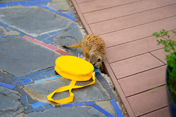 View of a meerkat climbs into yellow bag