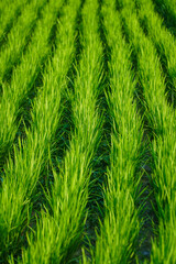 close up of green rice leaves
